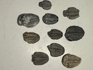 LOTE CASI COMPLETO DE 10 FÓSILES DE TRILOBITES ELRATHIA - Imagen 1 de 3