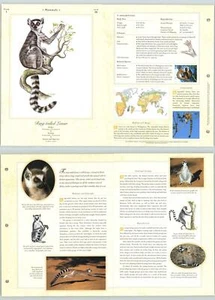 Ring Tailed Lemur #39 Mammals - Illustrated Animal Library Fold-out Page & Print - Picture 1 of 2