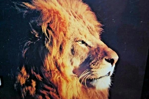 LION LEADERSHIP WILDLIFE SERIES 8" X 10" Stampa artistica incorniciabile - Foto 1 di 3