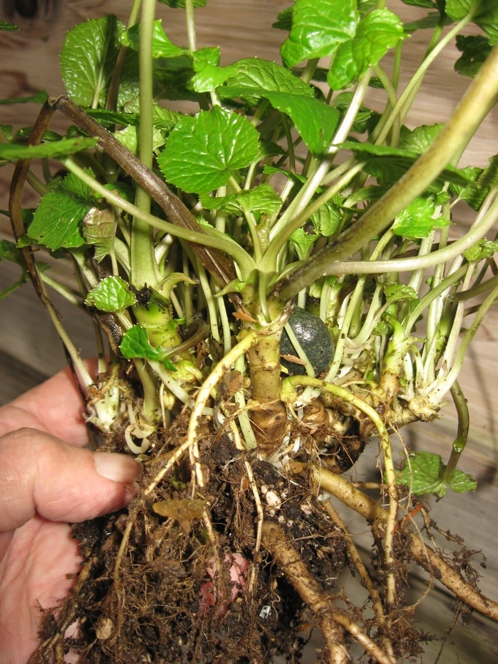Japanese Wasabi 'Daruma' Plant, ONE HALF of mature mother plant - Image 1 of 4