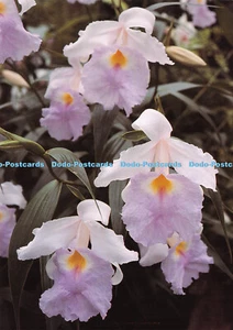 D037843 Trikot. Eric Young Orchid Foundation. Trinity. Sobralia Macrantha. Growi - Bild 1 von 4