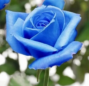 10 graines de Rosier BLEU - 10x BLUE Rose rosebush seeds - Roses - Foto 1 di 4