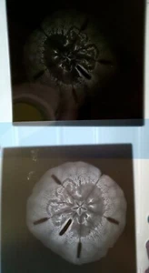 AUTHENTIC SAND DOLLAR XRAYS - Picture 1 of 4
