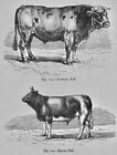 Mammalia Cattle - Norman & Breton Bull Original Victorian Print By Figuier C1892
