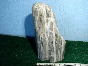 Large POLISHED PETRIFIED WOOD STUMP SCULPTURE 10.1 Lbs - Picture 1 of 5