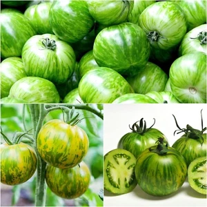 TOMATO Green Zebra 10 seeds HEIRLOOM vegetable garden AUSTRALIAN GROWN summer - Picture 1 of 4