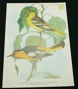 Louis Agassiz Fuertes Bullocks Oriole  Bookplate #26 Texas Birds 1977 