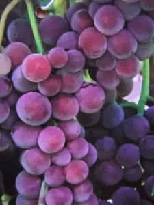 3er - Paket Weinreben - 3 verschieden Trauben - Pflanzen 30-50cm Weinstock - Bild 1 von 6