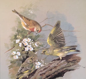 Plato de libro con impresión artística vintage de pájaros jilguero y pardillo de albahaca Ede 6 - Imagen 1 de 3