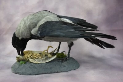 CUERVO NEGRO GÓTICO Torre con Trofeo Codorniz NUEVA TAXIDERMIA PREMIUM Corvus Frugilegus Foto 1 de 4