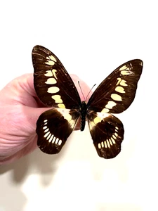 Insektenschmetterling Papilionidae Graphium latreilianus theorini - selten weiblich Nr. 3! - Bild 1 von 2