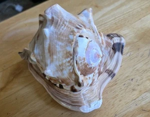 Beautiful 6” Horned Queen Helmet Conch Shell Seashell Cassis cornuta - Picture 1 of 7