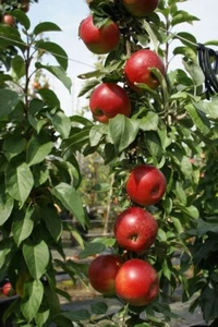 Säulenapfel 1a-plant Peke® saftig süß Apfelbaum Apfel mit angenehmer Säure - Bild 1 von 2
