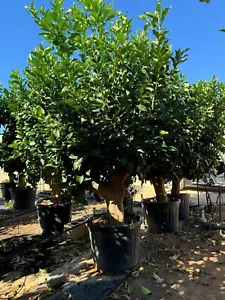 Zitronenbaum 240 CM - Citrus Lemon - Zitrusbaum - Obstbaum - 25 jahre alt - Bild 1 von 6