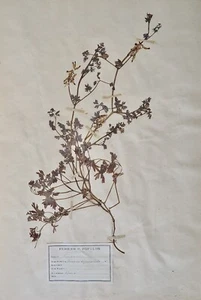 Botanik - Surfboard Herbier XIX - Pflanzen Getrocknete - Fumariacées 4 - Picture 1 of 3