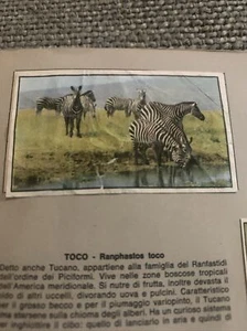 FIGURINA N. 25 IL MONDO DEGLI ANIMALI ED. FERRERO 1964 OTTIME DA RECUPERO - Foto 1 di 1