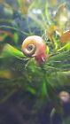 15 x Pearl Pink Ramshorn Snails, Aquarium/Pond, Feeder/Algae Clean Up Crew