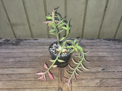 Monadenium Montanum   Rare  euphorbia succulent - Image 1 of 4