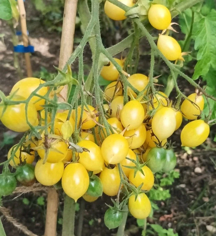 Tomate Barry's Crazy Cherry 25 Samen Cocktailtomate Massenträger Tomatensamen  - Bild 1 von 1