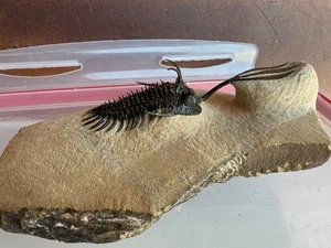 Walliserops trifurcatus, sp largo Tridente en matriz Trilobite Marruecos - Imagen 1 de 5