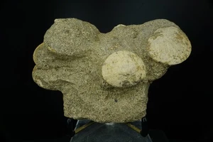 Sand Dollars / Dendraster Gibbsi / Kettleman Hills, California / Paleocene Fossi - Picture 1 of 4