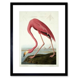 Audubon American Flamingo Zoology gerahmter Kunstdruck Bildhalterung 12 x 16 Zoll - Bild 1 von 25