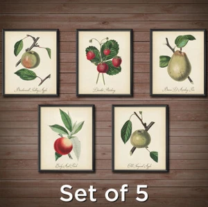 Kitchen Fruit SET of 5 Print Poster Peach Strawberry Pear Peach Wall Decor 2425 - Picture 1 of 6