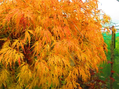 27inch inc. pot Weeping Fountain Japanese Maple Acer dissectum Viridis - 10litre - Image 1 of 4
