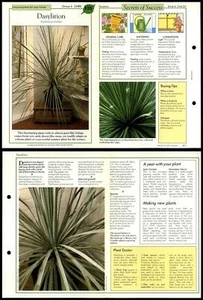 Dasylirion #110 Unusual Success With House Plants 1990 Fold-Out Card - Picture 1 of 1