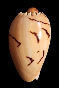 Sea shell melo melo 93mm, gem, nice form, perfect - Picture 1 of 6