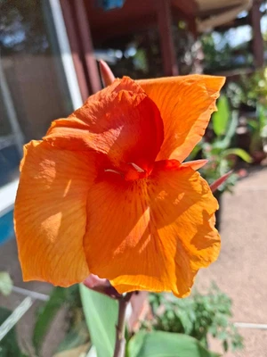 3 Canna Lily Bulb/Rhizomes-Tropical-6ft Tall! EZ 2 Grow! Orange-Stunning blooms! - Image 1 of 4