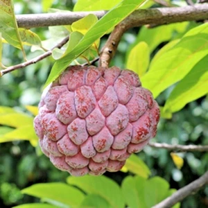 Lila-roter Zuckerapfel Pflanze Annona squamosa Obstbaum tropisch hoch 20 Zoll - Bild 1 von 11