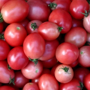 Pink Thai Egg Tomato Seeds | Heirloom | Organic - Picture 1 of 1