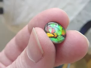 (J-490) Green orange Red mosaic Ammolite fossil shell loose cabochon nautilus - Picture 1 of 2