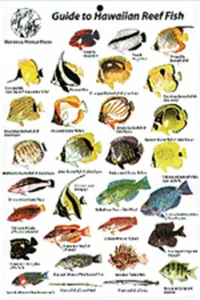 Guide to Reef Fish Hawaiian Islands ID Card Travel 6x9 NEW BK12 - Picture 1 of 4