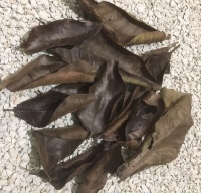 Blätter fürs Aquarium - natürliche Wasserqualität - Futter Fische Garnelen Welse - Bild 1 von 4