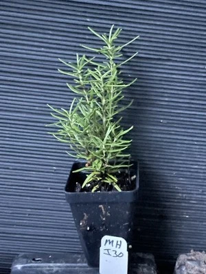 Madeline Hill Rosemary - Image 1 of 3