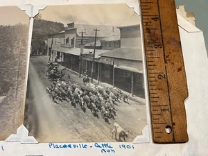 1899 Placerville CA Cattle Drive Cowboys Wild West nitrate photograph - Picture 1 of 3