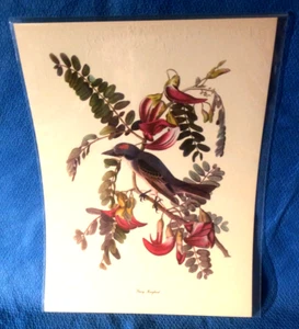 Audubon Bird Gray Kingbird Color Print 9x12 Loc E - Picture 1 of 5