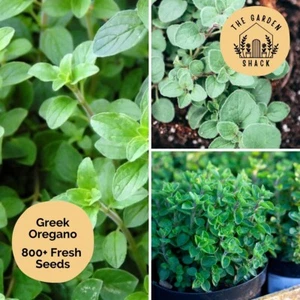 Greek Oregano | Origanum heracleoticum | 800+ Seeds | Non-GMO | FREE SHIPPING - Picture 1 of 4