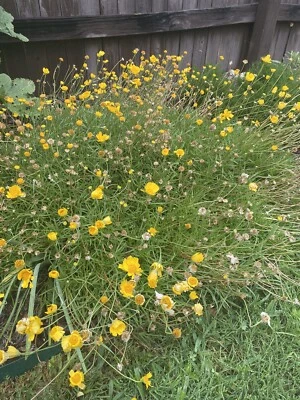 Four Nerve Daisy Seeds Tetraneuris scaposa Aster Family Texas Native Perennial - Image 1 of 4