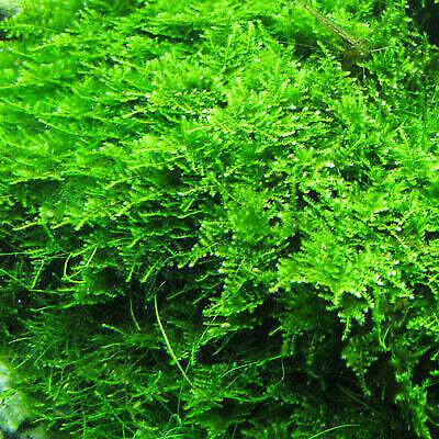 BUY 2 GET 1 FREE - Willow Moss Christmas Moss Live Aquarium Plant Aquatic Moss • 8.79€