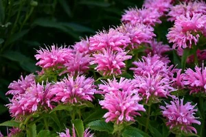 Balsamo cremisi - balsamo scarlatto - Oswego Tea-Monarda dydima - 25+ semi F 139 - Foto 1 di 1