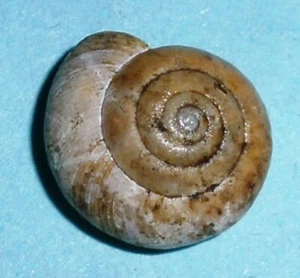 Oxychilus mingrelicus - ZONITIDAE - Russian Land Snail Shell  13.5mm F++   #1700 - Picture 1 of 2