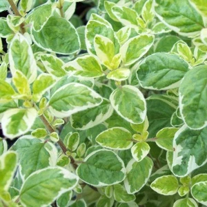 Oregano Country Cream - Picture 1 of 1