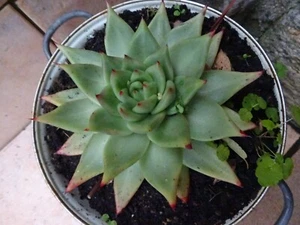 dans passoire ancienne    belle   succulente +suppléments offerts  - Picture 1 of 24