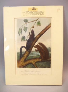 1848 First Edition Quadrupeds North America Weasel Squirrel by J J  Audubon  - Picture 1 of 6