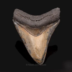 Fossil Venice Megalodon Tooth 3.8"  2866 - Picture 1 of 6