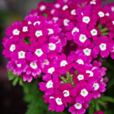 Verbena x hybrida (Garden Vervain •Rose-Purple Flowers) 50-1000 SEEDS •Plants UK - Image 1 of 4