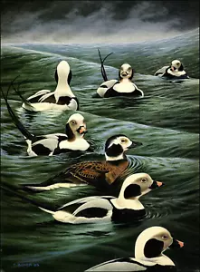 Placa impresa vintage 1986 cola larga viejo squaw pato de América del Norte natación - Imagen 1 de 3